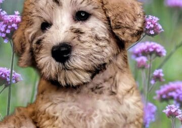 Mini Schnoodle Female puppy