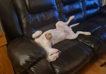 Bitt bull, 10 months old