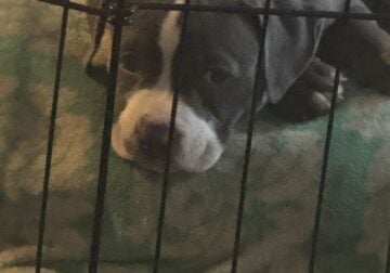 Staffies