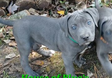 Blue Nose APBT Green Male