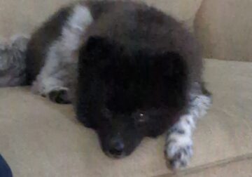 Male Pomeranian