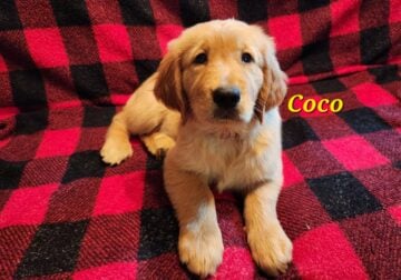 AKC Coco
