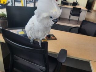Umbrella Cockatoo 10yrs Old