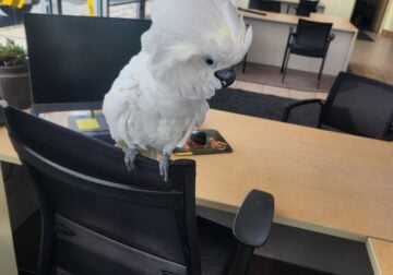 Umbrella Cockatoo 10yrs Old