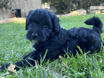 Mini Aussiedoodle