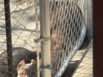 American bully Female