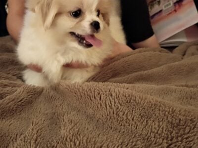 Peekapoo pups
