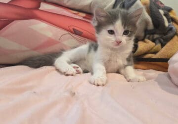 Kittens