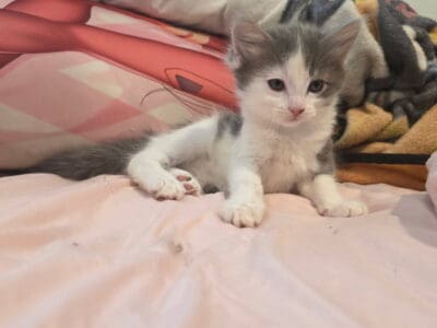 Kittens