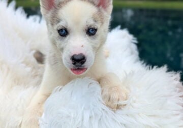 Full blooded Siberian Husky puppies