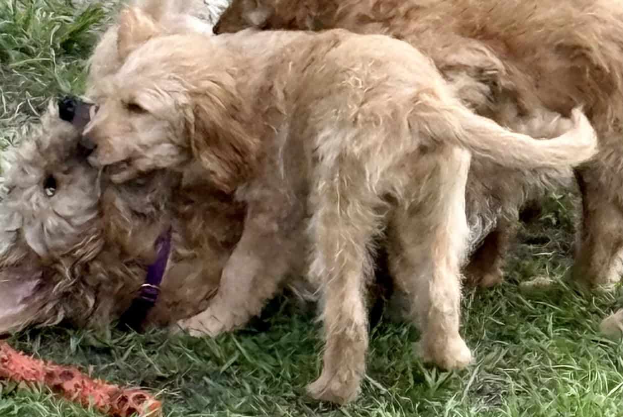 Goldendoodle Puppy - Golden Nugget image 13