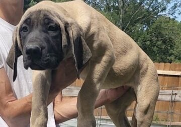 AKC English Mastiff
