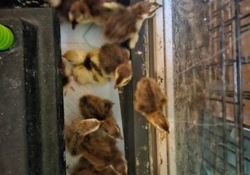 Celadon cutornix quail