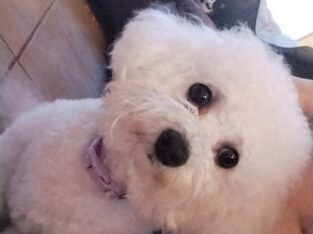 Bichon Frise Looking for a Wonderful Home