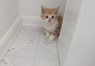 Maincoon kitten for sale