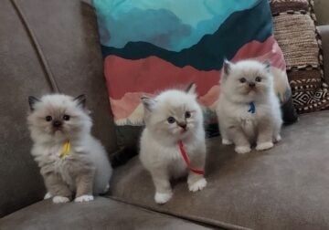 Ragdoll Kittens in Connecticut
