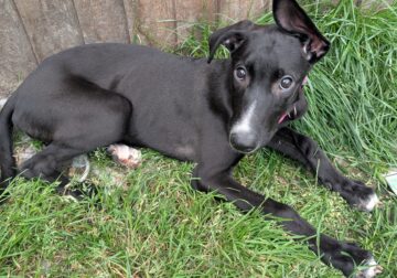 1 gorgeous girl left looking for her forever home