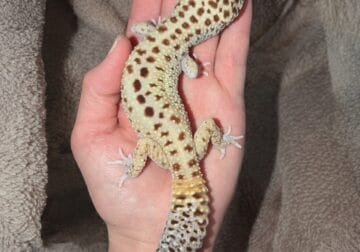 Leopard Gecko for Rehoming