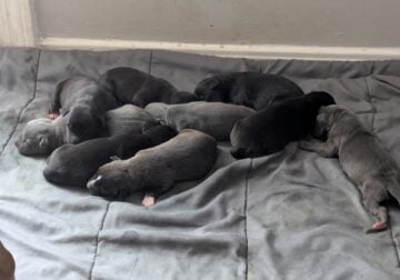 Puppies for rehoming