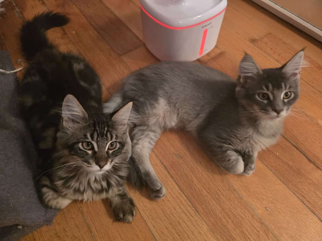 Maine Coon kittens image 6