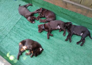 Chocolate Lab Puppys