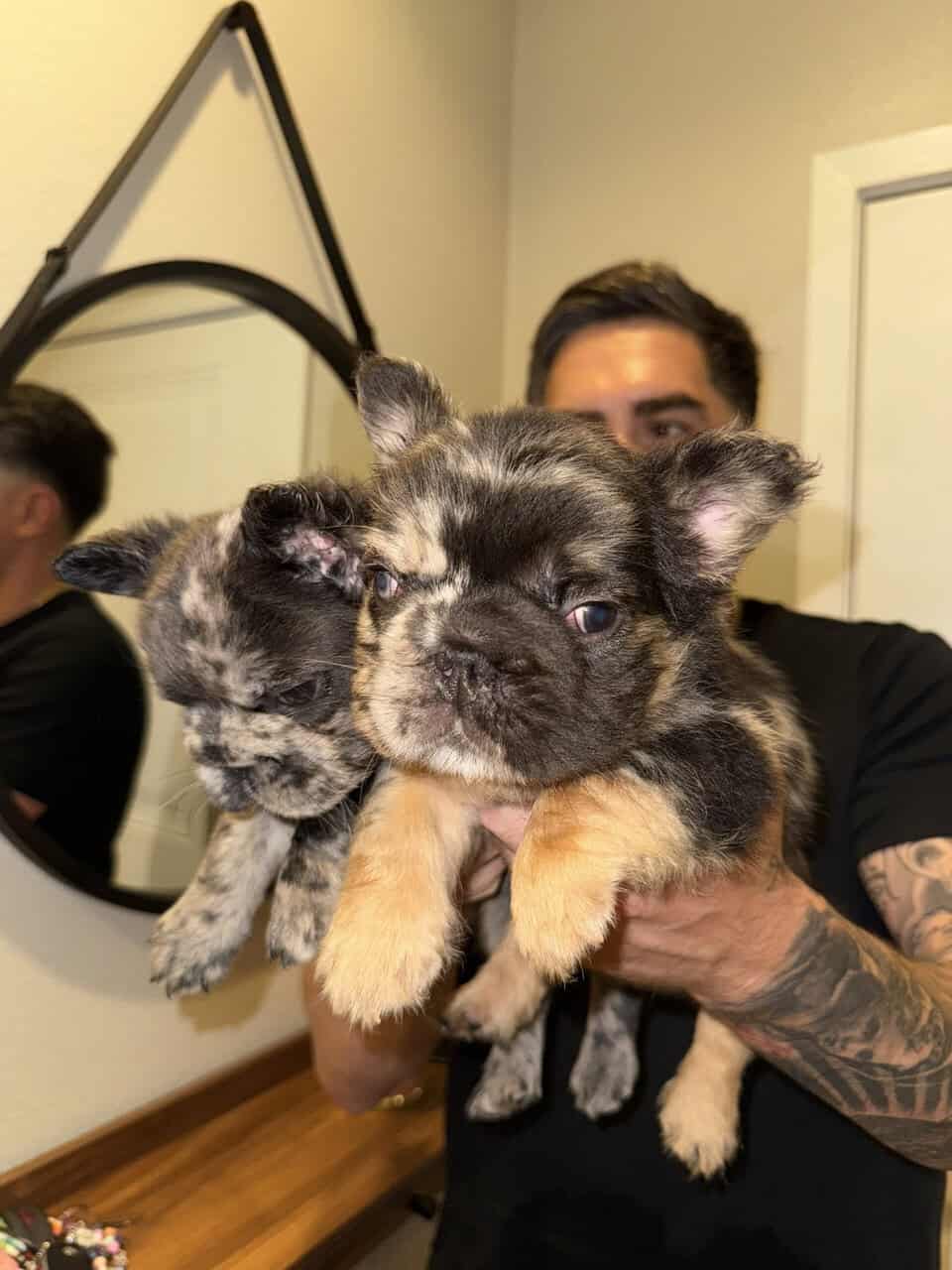 French Bulldog Pups Big Rope Fluffy Merle San Dieg image 4