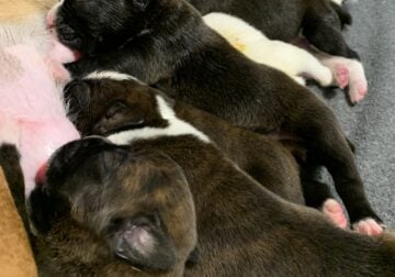 Boxer Puppies AKC Certified