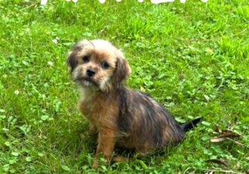Xavier Male Shorkie Puppy