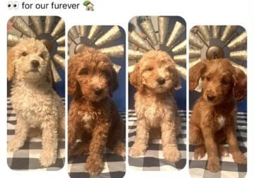 F3 Goldendoodles