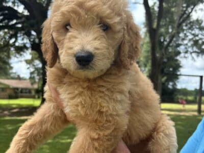 F1B GoldenDoodles 8weeks Old