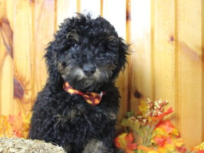 AKC Toy Poodle Jett