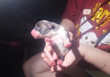 Pitbull Puppies