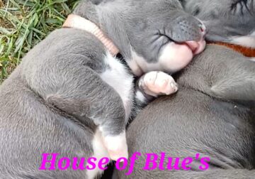 Blue Nose APBT Pink Female
