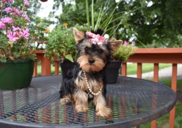 Oakley