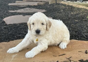 Goldendoodle -yellow