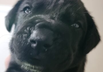 Cane Corso Puppies