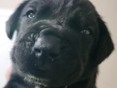 Cane Corso Puppies