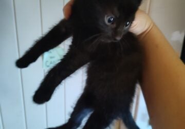 Kitten