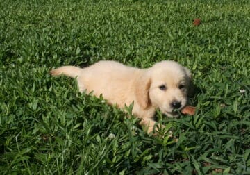King – CKC Golden Retriever