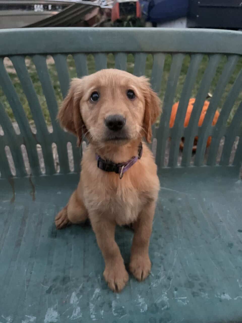 Female Golden Retrievers image 10