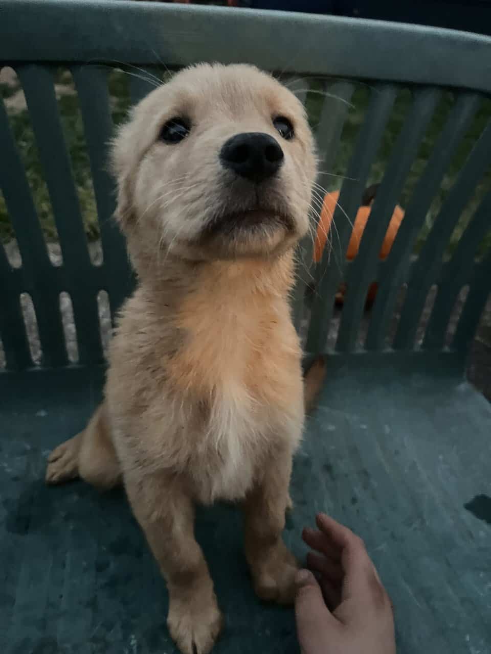 Female Golden Retrievers image 9