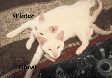 Kittens ready for a new home