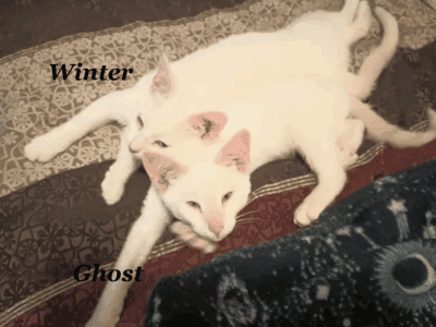 Kittens ready for a new home