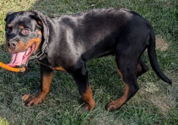 SLK ROTTWEILERS