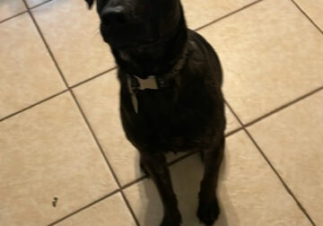 1 year old black lab/german Shepard mix