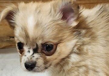 Merle Longcoat Chihuahua Boyz