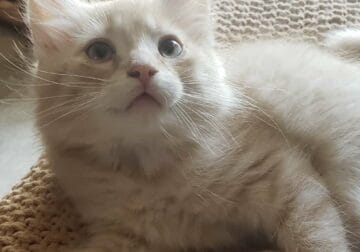Maine coon kitten