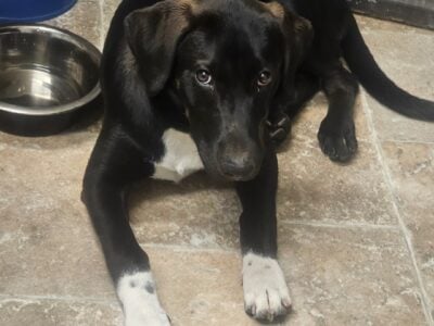 Arie ~ Female Austrailain, German Shepard/,Pointer