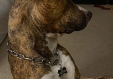 Boxer and pit brindle