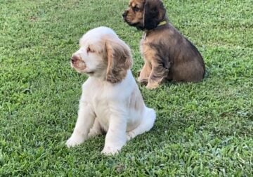 American Cocker Spaniel puppies